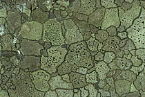 Map lichen {Rhizocarpon geographicum} on stone,  Galway, Republic of Ireland
