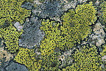 Map lichen {Rhizocarpon sp} on stone, Wales, UK