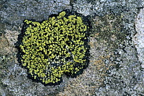 Map lichen {Rhizocarpon sp} on stone, Wales, UK