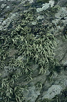 Lichen {Ramalina siliquosa} growing on sea shore, UK