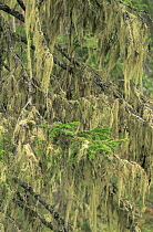 Old man's beard lichen {Usnea sp} growing on pine tree, Netherlands