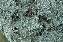 Lichen {Hypogymnia physodes} growing on granite stone, Alps, Italy