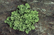 Lichen {Hypogymnia sp} growing on stone wall, Wales, UK