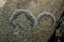 Lichen {Parmelia centrifuga} growing on stone, Alps, Italy