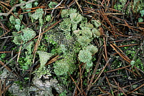 Lichen {Cladonia coccifera} in coniferous woodland, Spain
