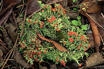 British Soldiers Lichen {Cladonia crisyatella} with fruiting bodies, New Jersey, USA