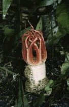 Stinkhorn fungus {Aseroe rubra} with flies attracted to flesh, New Zealand