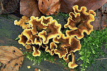 Yellow stereum fungus {Stereum hirsutum} UK