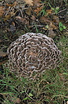 Fungus {Podoscypha multizonata} New Forest, Hampshire, UK