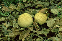 Common earthball fungus {Scleroderma citrinum} UK