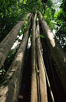 Looking up the trunks of a Jaguey blanco tree {Ficus trigonata} Khao Yai NP, Thailand