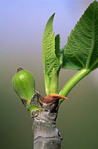 Cultivated fig tree {Ficus carica} with developing fig, Spain