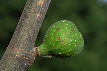 Cultivated fig tree {Ficus carica} with developing fig, France
