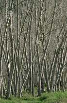 White poplar trees {Populus alba} growing beside a river, winter, Spain