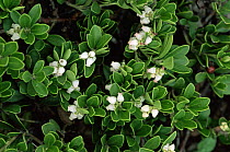 Bearberry {Arctostaphylos uva ursi} white flowers, Stelvio NP, Alps, Italy