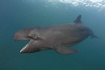 False killer whale ( Pseudorca crassidens ) with mouth open, showing large conical teeth, captive, aquarium, from Indo-pacific, digitally manipulated