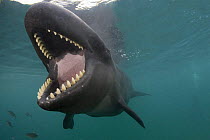 False killer whale ( Pseudorca crassidens ) with mouth open, showing large conical teeth, captive, aquarium, from Indo-pacific, digitally manipulated