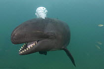 False killer whale ( Pseudorca crassidens ) with mouth open, showing large conical teeth, and exhaling a bubble blast from blowhole, captive, aquarium, from Indo-pacific, digitally manipulated