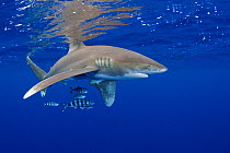 RF- Oceanic whitetip shark (Carcharhinus longimanus) with pilot fish (Naucrates ductor). Kona Coast, Hawaii, Central Pacific Ocean. (This image may be licensed either as rights managed or royalty free...