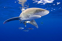 Oceanic whitetip shark (Carcharhinus longimanus) with pilot fish (Naucrates ductor) Kona Coast, Hawaii, Central Pacific Ocean
