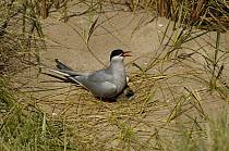 Arctic Tern {Sterna paradisaea} adult at nest with day old chick, Beadnell Bay, Northumberland, UK