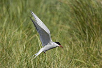Arctic Tern {Sterna paradisaea} hovering over nest site in sand dunes, Beadnell Bay, Northumberland, UK