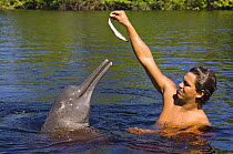 Amazon / Pink river dolphin / Boto {Inia geoffrensis} local villager feeding wild animal fish, Rio Negro, Amazonia, Brazil  Threatened species (IUCN Red List)