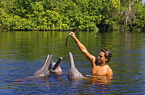 Amazon / Pink river dolphin / Boto {Inia geoffrensis} local villager feeding wild animal fish, Rio Negro, Amazon, Brazil  Threatened species (IUCN Red List)
