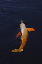 Amazon / Pink river dolphin / Boto {Inia geoffrensis} Rio Negro, Amazon, Brazil   Threatened species (IUCN Red List)