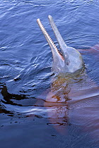 Amazon / Pink river dolphin / Boto {Inia geoffrensis} spyhopping, Rio Negro, Amazon, Brazil  Threatened species (IUCN Red List)