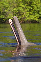 Amazon / Pink river dolphin / Boto {Inia geoffrensis} beak poking out of water, Rio Negro, Amazon, Brazil  Threatened species (IUCN Red List)