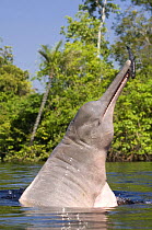 Amazon / Pink river dolphin / Boto {Inia geoffrensis} breaching, Rio Negro, Amazon, Brazil  Threatened species (IUCN Red List)