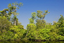 Rainforest / jungle along the Rio Negro river, Amazon Basin, Brazil