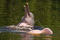 Amazon river dolphin, pink river dolphin or boto (Inia geoffrensis) Rio Negro, Brazil (Amazon) - wild animal urinating~Threatened species (IUCN Red List)