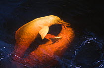 Amazon river dolphin, pink river dolphin or boto (Inia geoffrensis) Rio Negro, Brazil (Amazon) - two wild animals fighting over fish Threatened species (IUCN Red List)