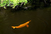 Amazon river dolphin, pink river dolphin or boto (Inia geoffrensis) Rio Negro, Brazil (Amazon) - wild animal entering flooded forest Threatened species (IUCN Red List)