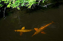 Amazon river dolphin, pink river dolphin or boto (Inia geoffrensis) Rio Negro, Brazil (Amazon) - two wild animals entering flooded forest Threatened species (IUCN Red List)