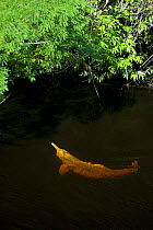 Amazon river dolphin, pink river dolphin or boto (Inia geoffrensis) Rio Negro, Brazil (Amazon) - wild animal entering flooded forest Threatened species (IUCN Red List)