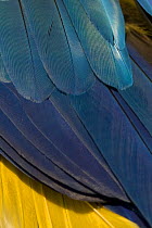 Blue-and-yellow macaw (Ara ararauna) - close up of wing feathers, Rio Negro, Amazon Basin, Brazil Wild