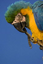 Blue-and-yellow macaw (Ara ararauna) with claw in mouth, Rio Negro, Amazon Basin, Brazil, Wild