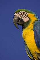 Blue-and-yellow macaw (Ara ararauna) Rio Negro, Amazon Basin, Brazil, Wild