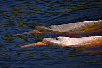 Amazon / pink river dolphin / boto (Inia geoffrensis) Rio Negro, Brazil (Amazon) Two wild animals, Threatened species (IUCN Red List)