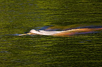 Amazon / pink river dolphin / boto (Inia geoffrensis) Rio Negro, Brazil (Amazon)  wild animal, Threatened species (IUCN Red List)