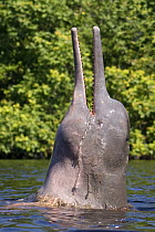 Amazon / pink river dolphin / boto (Inia geoffrensis) Rio Negro, Brazil (Amazon) wild animal breaching, Threatened species (IUCN Red List)