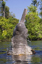 Amazon / pink river dolphin / boto (Inia geoffrensis) Rio Negro, Brazil (Amazon) wild animal breaching, Threatened species (IUCN Red List)