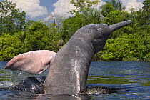Amazon / pink river dolphin / boto (Inia geoffrensis) Rio Negro, Brazil (Amazon) wild animal breaching. Threatened species (IUCN Red List)