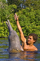 Amazon / pink river dolphin / boto (Inia geoffrensis) Rio Negro, Brazil (Amazon) wild animal interacting with local villager, Threatened species (IUCN Red List)