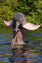 Amazon / pink river dolphin / boto (Inia geoffrensis) Rio Negro, Brazil (Amazon) wild animal breaching with fish in beak, Threatened species (IUCN Red List)
