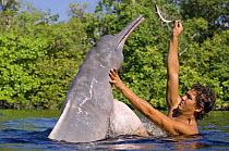 Amazon / pink river dolphin / boto (Inia geoffrensis) Rio Negro, Brazil (Amazon) wild animal being fed fish by local villager, Threatened species (IUCN Red List)