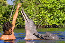 Amazon / pink river dolphin / boto (Inia geoffrensis) Rio Negro, Brazil (Amazon) wild animal being fed by local villager, Threatened species (IUCN Red List)